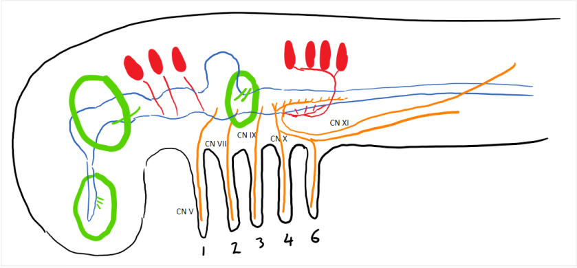 CN Fig 5.6 mixed branchiomeric CNs